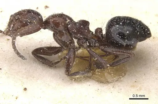 Camponotus lateralis - CASENT0912191