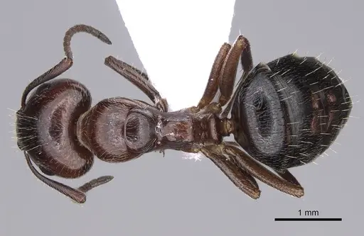 Camponotus lateralis - CASENT0914262