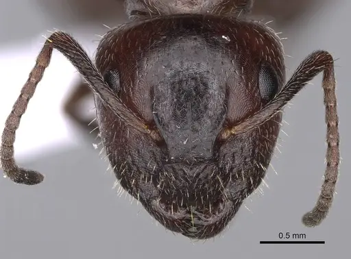 Camponotus lateralis - CASENT0914262