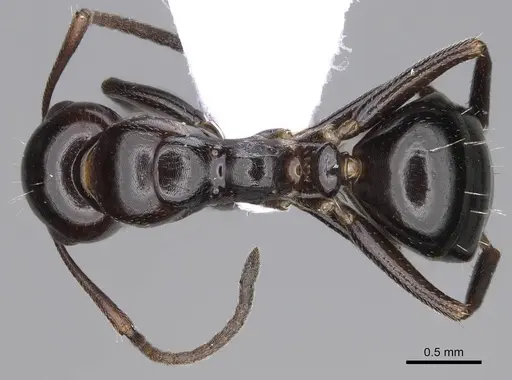 Camponotus lateralis - CASENT0914265