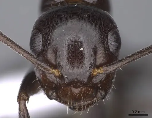 Camponotus lateralis - CASENT0914265