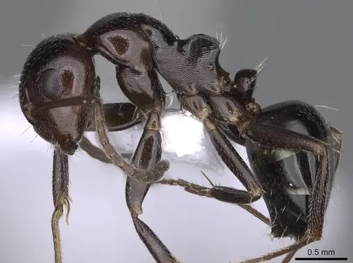 Camponotus lateralis - CASENT0914265