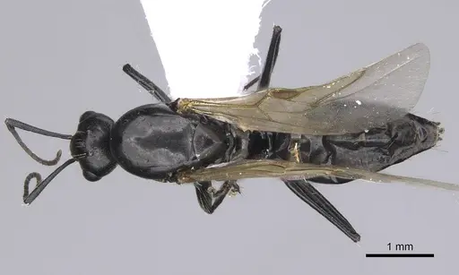 Camponotus lateralis - CASENT0914266
