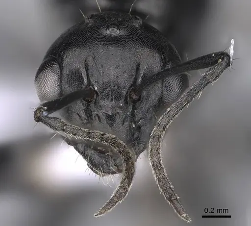 Camponotus lateralis - CASENT0914266