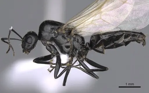 Camponotus lateralis - CASENT0914266