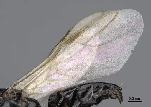 Camponotus lateralis - CASENT0914266