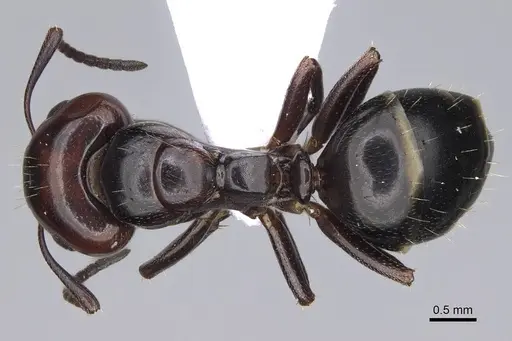 Camponotus lateralis - CASENT0914267