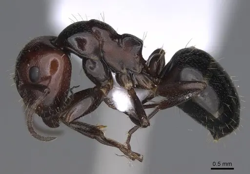 Camponotus lateralis - CASENT0914267