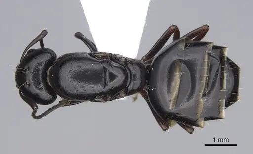 Camponotus lateralis - CASENT0914268