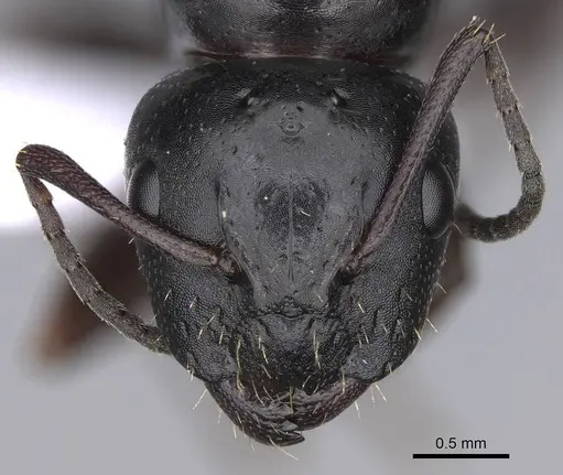 Camponotus lateralis - CASENT0914268