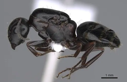 Camponotus lateralis - CASENT0914268