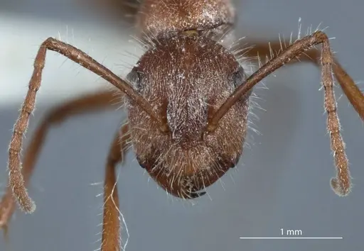 Camponotus leae specimen
