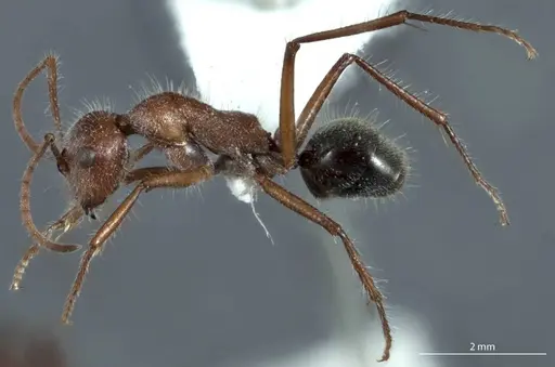 Camponotus leae specimen