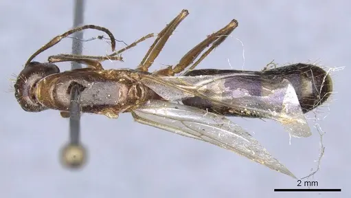 Camponotus leptocephalus specimen