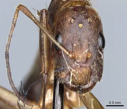 Camponotus leptocephalus specimen