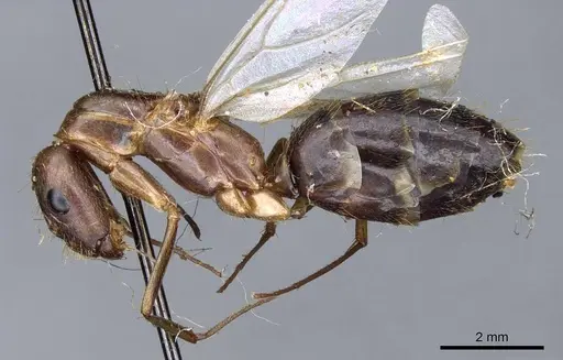 Camponotus leptocephalus specimen