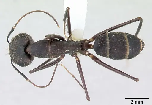 Camponotus lespesii specimen