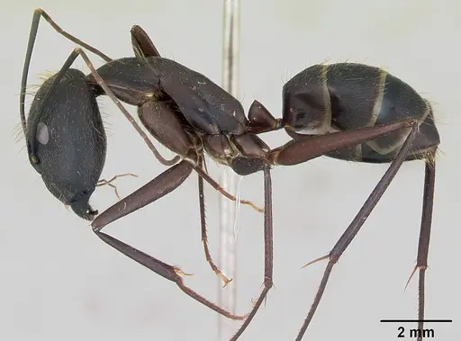 Camponotus lespesii specimen