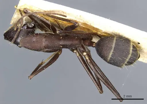 Camponotus lespesii - CASENT0905201
