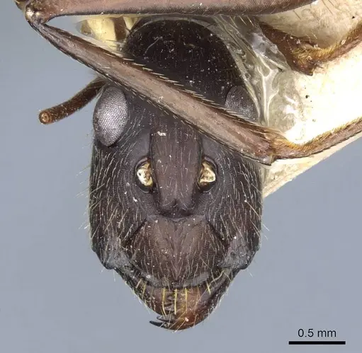 Camponotus lespesii - CASENT0905201