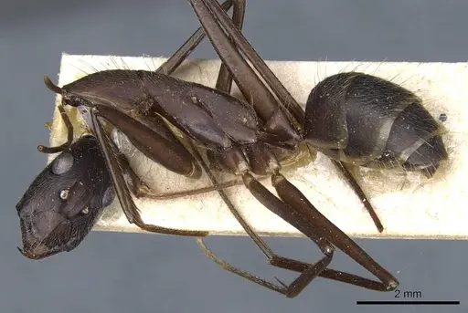 Camponotus lespesii - CASENT0905201
