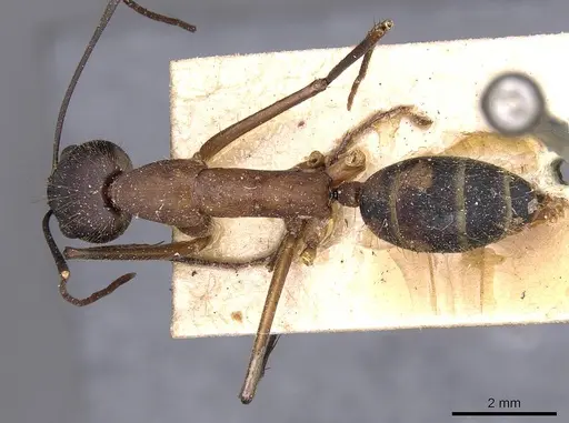 Camponotus lespesii - CASENT0910032