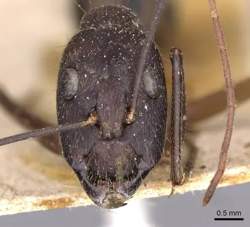 Camponotus lespesii - CASENT0910032
