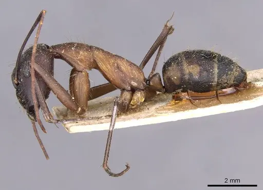 Camponotus lespesii - CASENT0910032