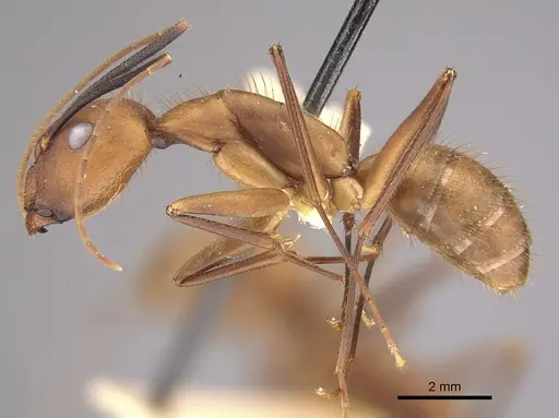 Camponotus lespesii - CASENT0923515