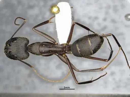 Camponotus lespesii - CASENT4032236