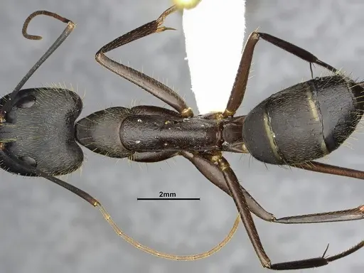 Camponotus lespesii - CASENT4032236