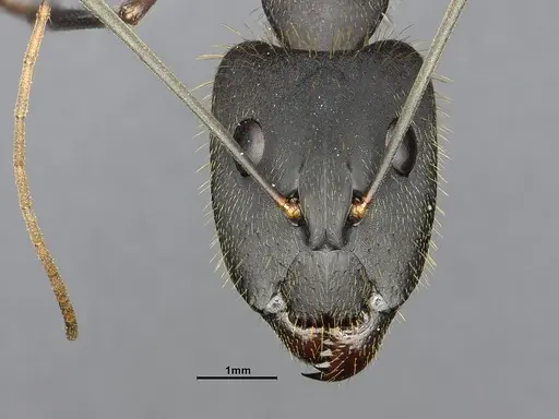 Camponotus lespesii - CASENT4032236