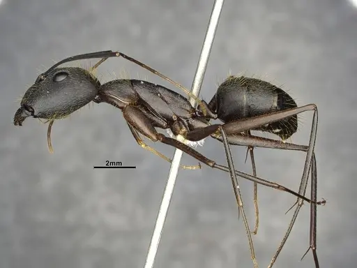 Camponotus lespesii - CASENT4032236
