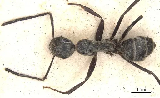 Camponotus leucophaeus specimen
