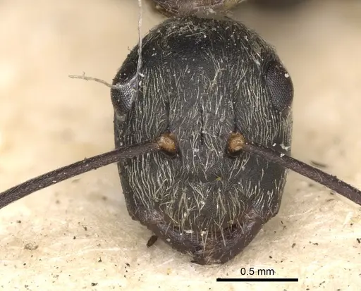 Camponotus leucophaeus specimen