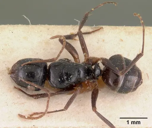 Camponotus leveillei specimen