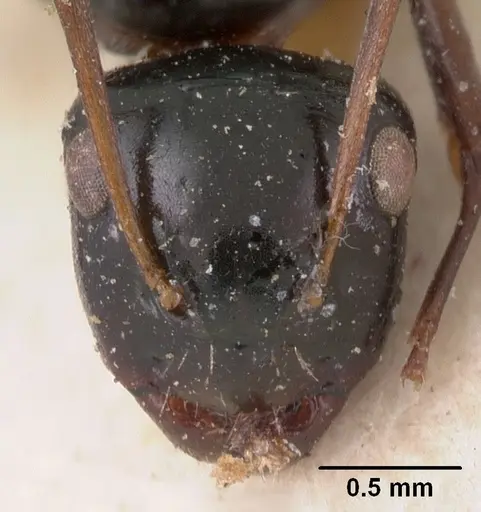 Camponotus leveillei specimen