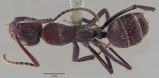 Camponotus leydigi specimen