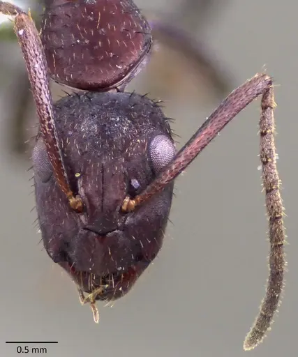 Camponotus leydigi specimen