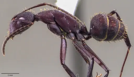 Camponotus leydigi specimen