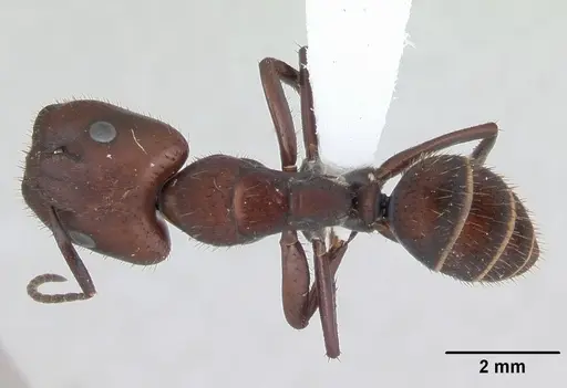 Camponotus leydigi - CASENT0173429