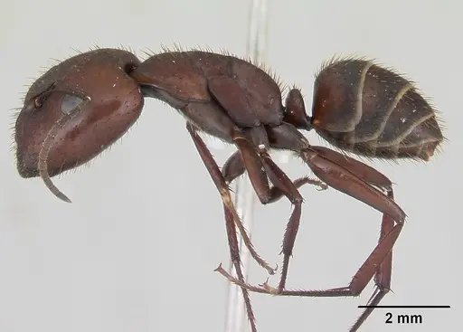 Camponotus leydigi - CASENT0173429