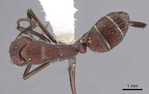 Camponotus leydigi - CASENT0249344