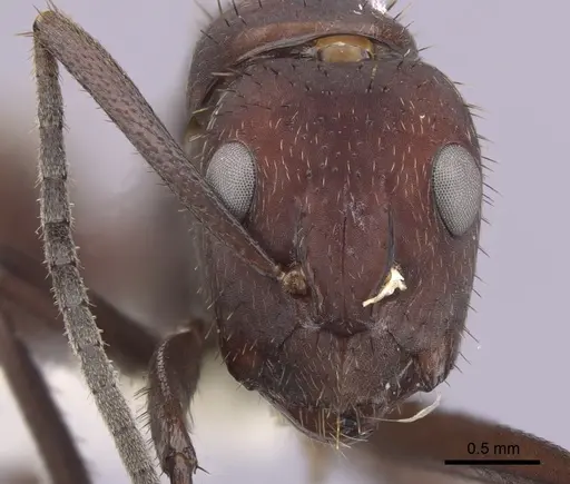 Camponotus leydigi - CASENT0249344