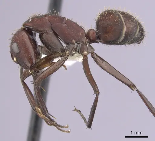 Camponotus leydigi - CASENT0249344