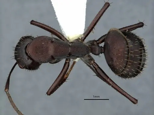 Camponotus leydigi - CASENT0863033