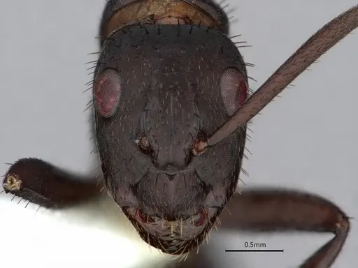 Camponotus leydigi - CASENT0863033