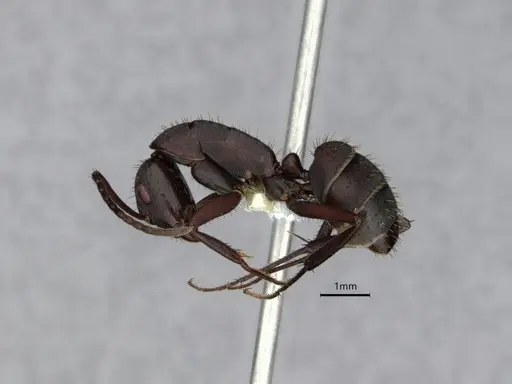 Camponotus leydigi - CASENT0863033