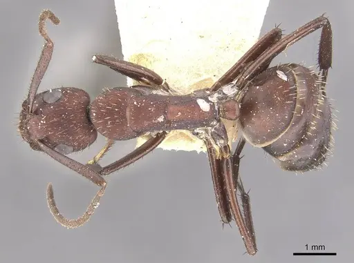 Camponotus leydigi - CASENT0910625