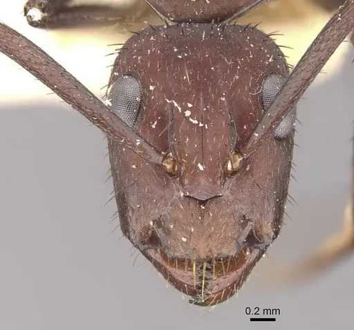 Camponotus leydigi - CASENT0910625